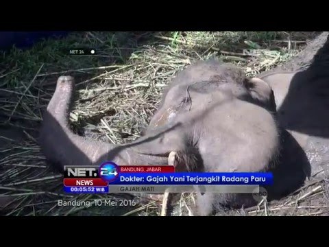 Ridwan Kamil Serukan Hashtag Boikot Kebun Binatang Bandung - NET24