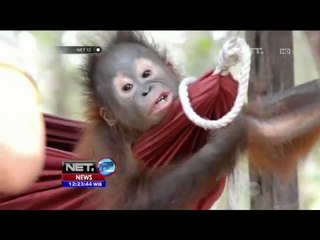 Orangutan Luka luka, diduga Alami Penyiksaan - NET12