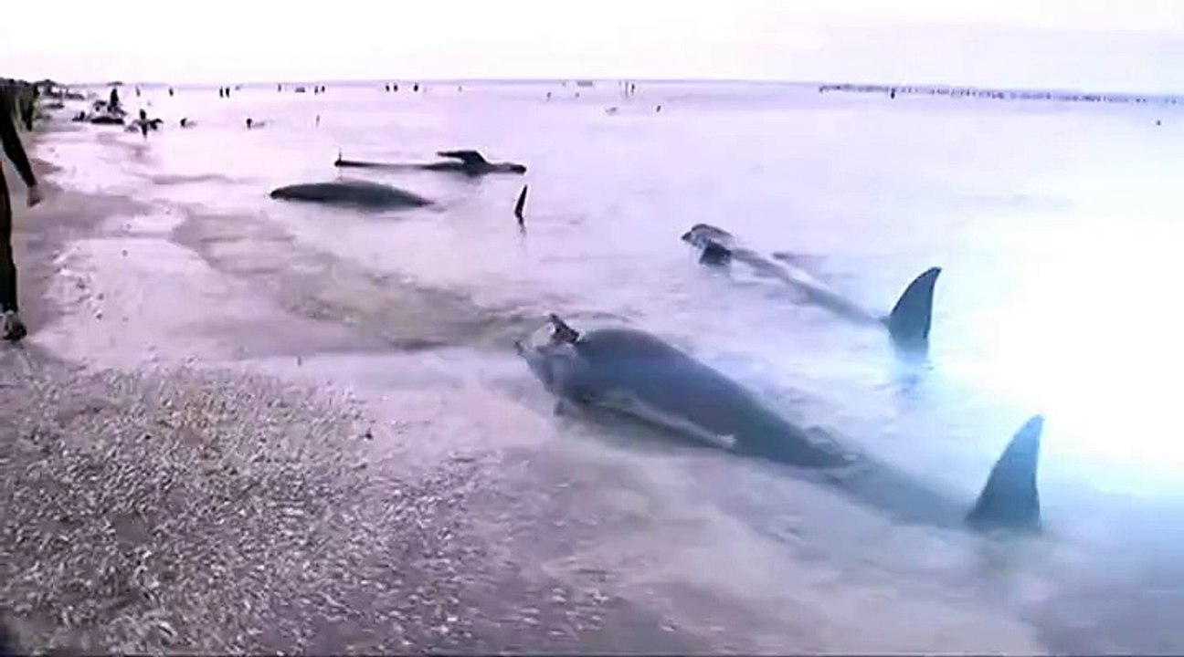 400 baleines s'échouent sur une plage de Nouvelle-Zélande