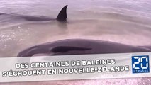 Des centaines de baleines s'échouent en Nouvelle-Zélande