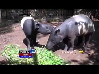 Tidak Terurus, Tapir dan Rusa Kebun Binatang Bandung Sakit - NET5