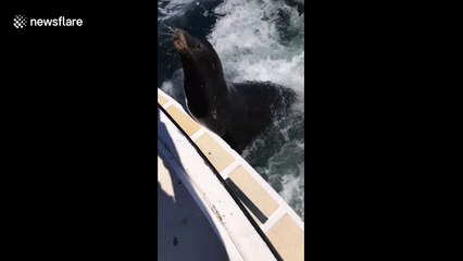 Sea lion follows fast-moving boat