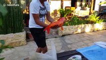 Man demonstrates how to artificially breed Koi Carp by hand