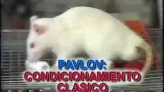 Experimento Pavlov Condicionamiento clasico