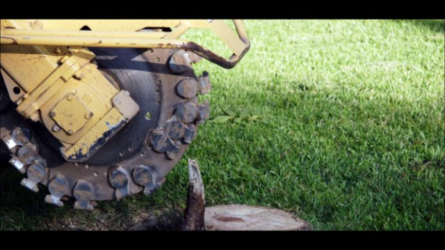 Total Unique Tree Service - (972) 908-5904