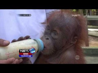 Joded Anak Orang Utan yang Hidup Sebatangkara  - NET12