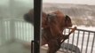 This T-Rex Struggling to Shovel Snow in Blizzard Is the Funniest Thing You'll See Today