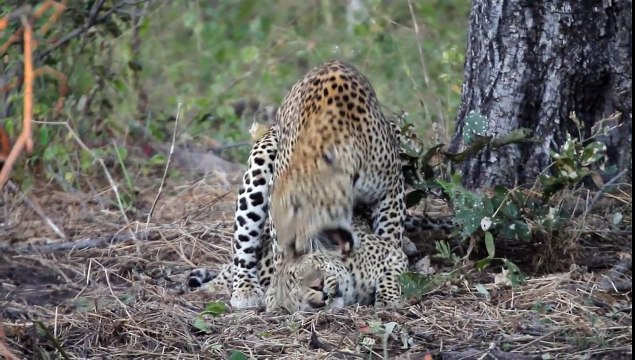 Kruger National Park Leopards Mating