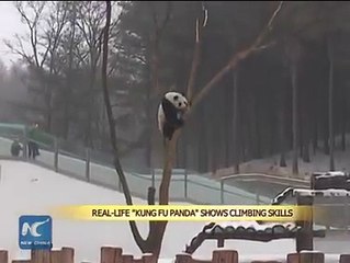 ayı ağaca çıkıyor