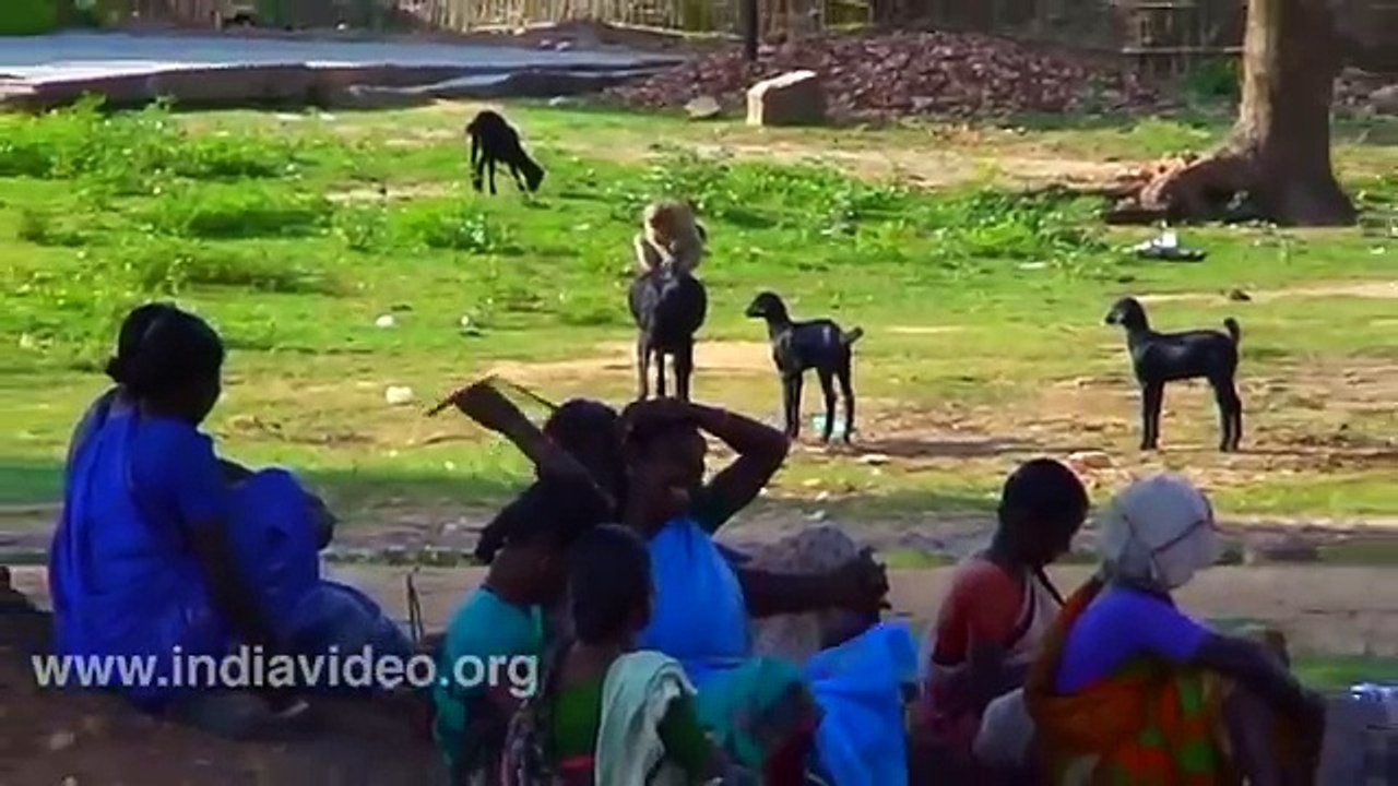 Goat and Monkey