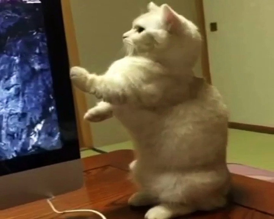 cute kitty I love her