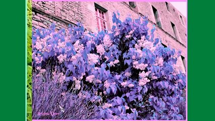 Sévèrac d'Aveyron - Brigitte Uras