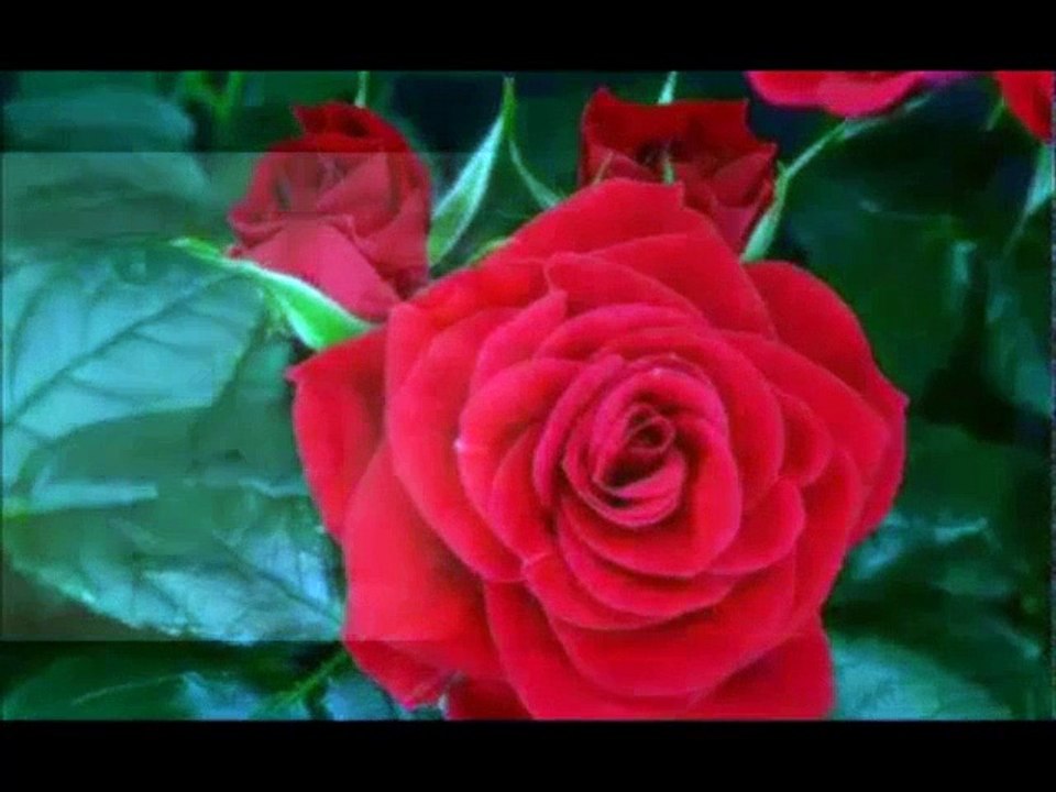 C.A-Nurinnisa Toksöz - Seher vakti garip garip ötme bülbül