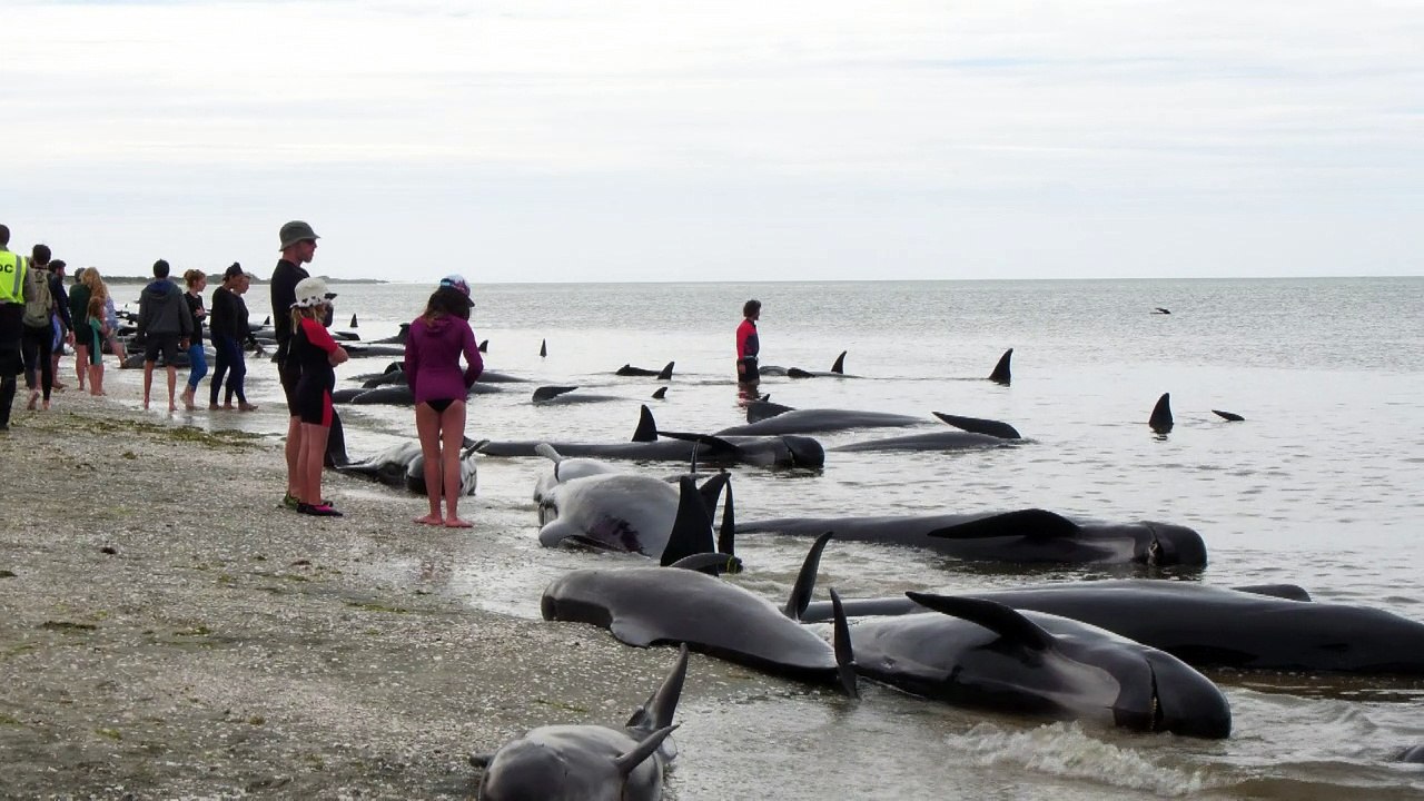 Drama in Neuseeland: Hunderte Wale gestrandet