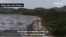 Hundreds of whales wash up dead on New Zealand beach