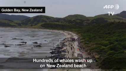 Hundreds of whales wash up dead on New Zealand beach