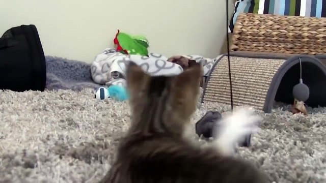 Dog Adopts and Protects Abandoned Kitten Cats and Dogs compilation