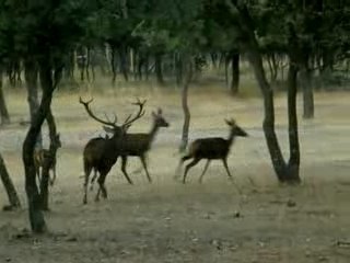 Berrea en monte Viejo 15-9-07