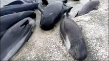 Bid to save hundreds of beached whales in New Zealand