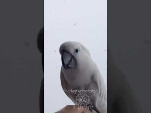 Cockatoo Completely Captivated by Winter Wonderland