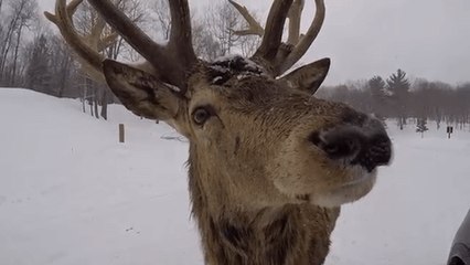 Up Close and Personal With Elk, Deer, and Boar in Parc Omega