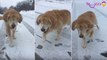 Adorable : Ce chien aveugle part pour un séjour à la neige