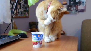 Funny and Cute Cats eating