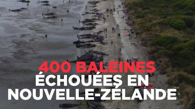 400 baleines échouées en Nouvelle-Zélande