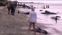 Más de 400 ballenas, varadas en una playa de Nueva Zelanda