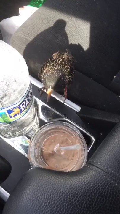 Avoir un oiseau de compagnie dans sa voiture...