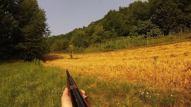 Chasse au sanglier - tir sanglier 90m