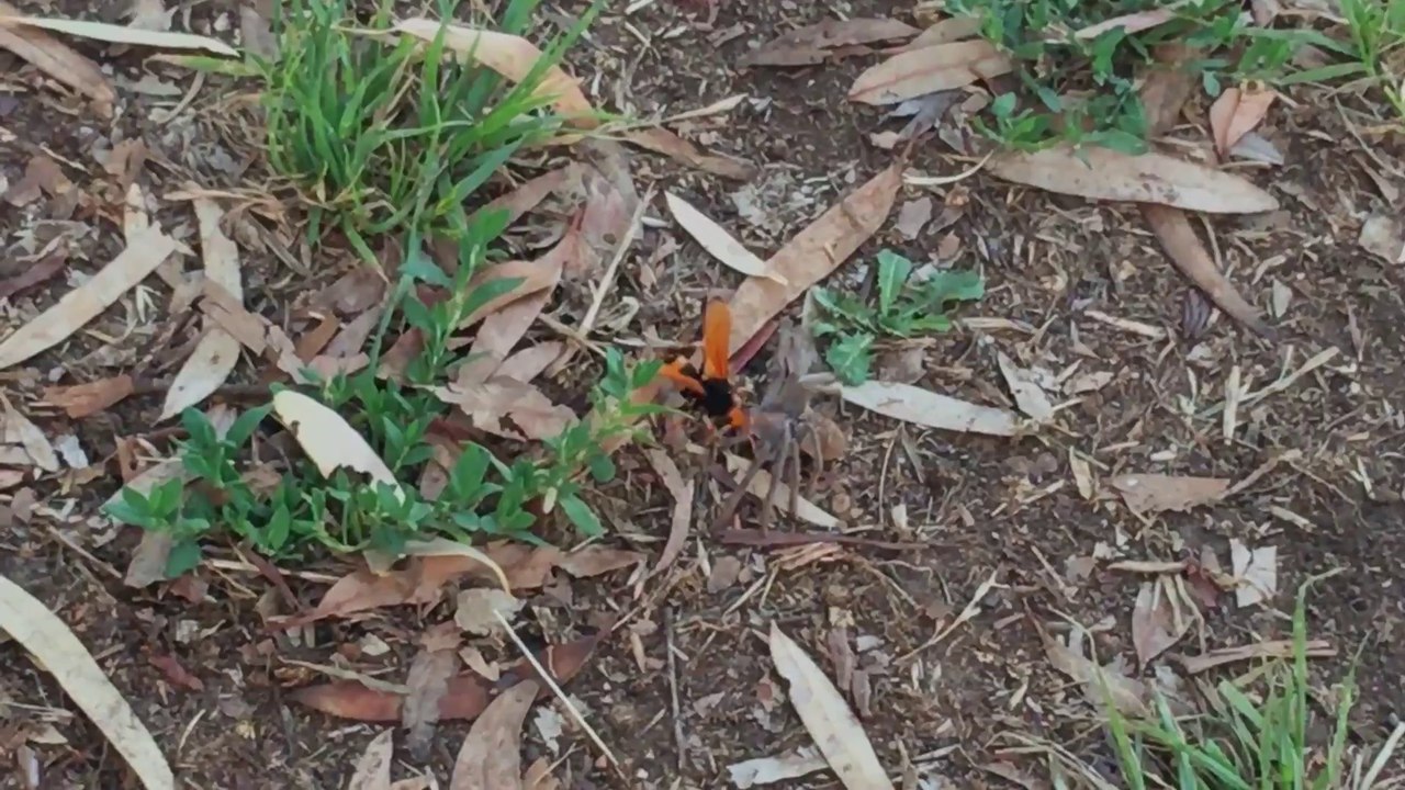 En Australie même les araignées ne sont pas en sécurité !