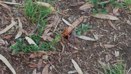 En Australie même les araignées ne sont pas en sécurité !
