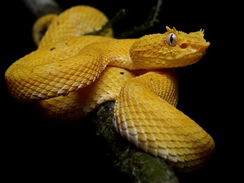 Snake's island, REALLY you will fear! বিশ্বের সবচেয়ে ভয়ংকর একদল সাপের রাজ্য