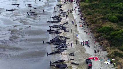 Download Video: Des centaines de baleines meurent échouées en Nouvelle-Zélande