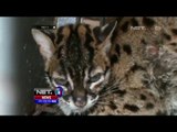 Warga Selamatkan Kucing Batu yang Menjadi Korban Banjir - NET5