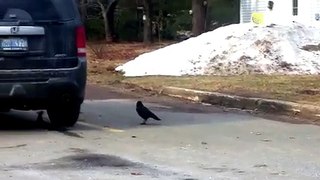 Un cuervo y una ardilla se enfrentan por un trozo de pizza -