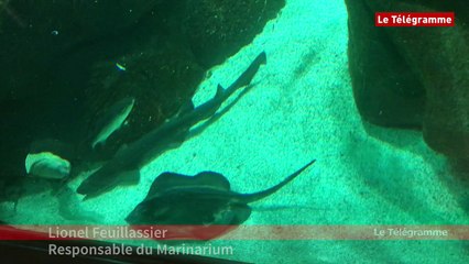 Concarneau. Le Marinarium accueille "Bibiche", une raie pastenague de 23 ans