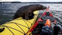 Playful seal hitches a ride on man's kayak