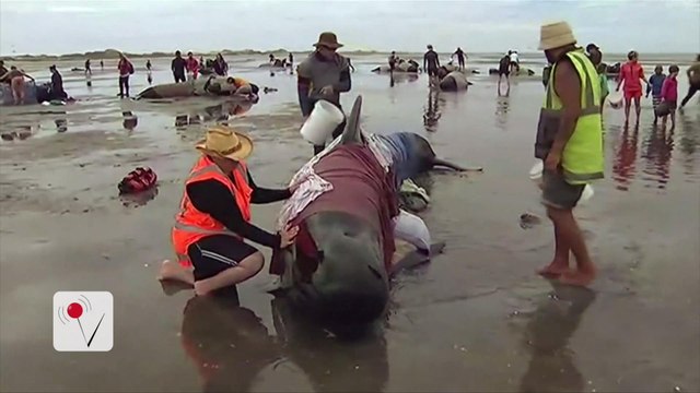 Race to Save Stranded Whales After Nearly 300 Die on Beach