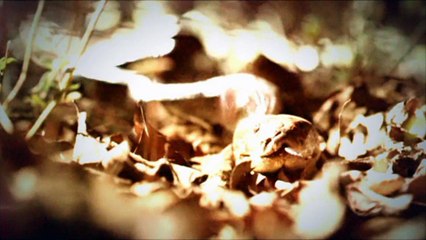 Je serai un Homme - Les chasseurs de pythons