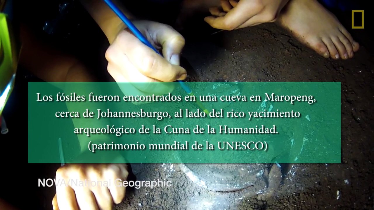 Homo naledi, Descubrimiento de restos humanos en Sudáfrica