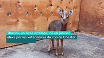 Ce bébé antilope ne mesure que 19 cm (mais il peut déjà bouger son nez)