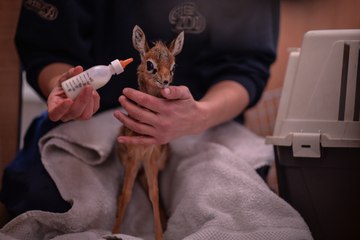 Thanos, l'antilope minuscule qui n’arrête pas de remuer son nez
