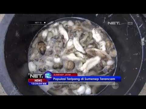 Perburuan Besar-besaran Teripang Tak Sejalan Dengan Daya Upaya Budidaya - NET12