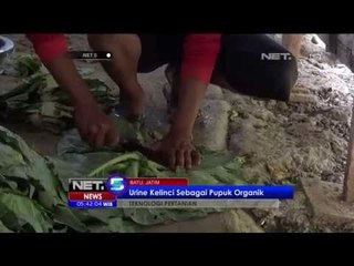 Urine Kelinci Mempercepat Pertumbuhan Tanaman - NET5