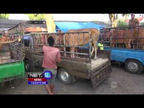 Tingginya Minat Beli Sapi Lokal di Tengah Polemik Kenaikan Harga Daging - NET12