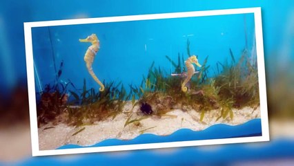 Projeto Hippocampus - Porto de Galinhas, Ipojuca PE