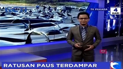 Kasihan, 400 Paus Terdampar dan 300 Diantaranya Mati