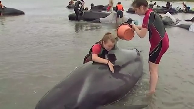 These New Zealanders Are Rescuing Beached Whales